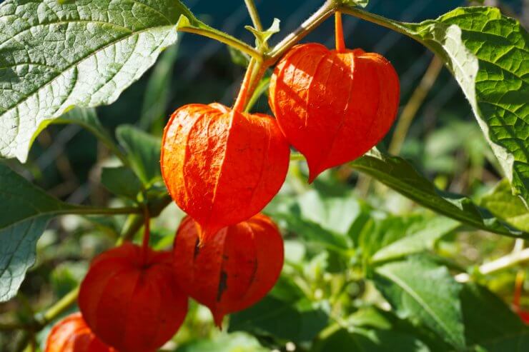 Physalis edible orange