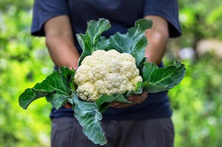 Cauliflower head 