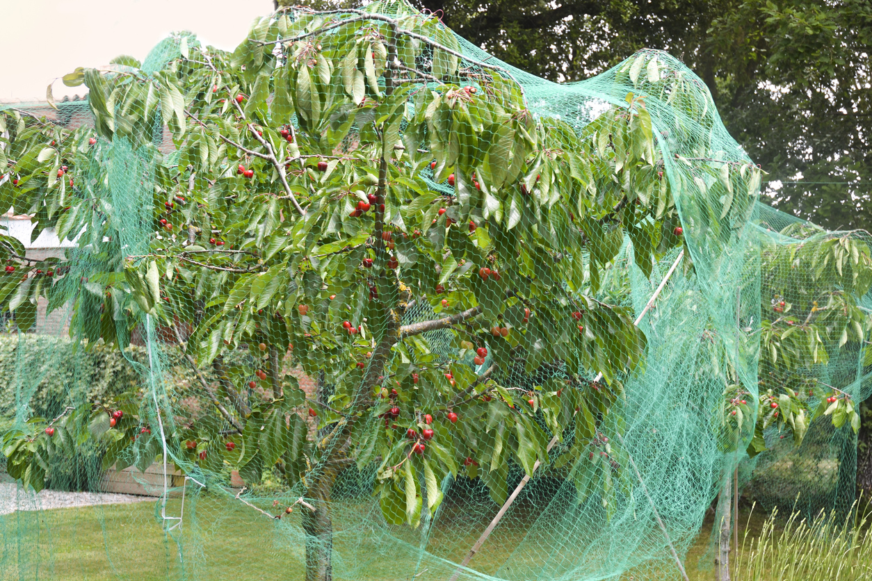 protecting fruit trees from deer