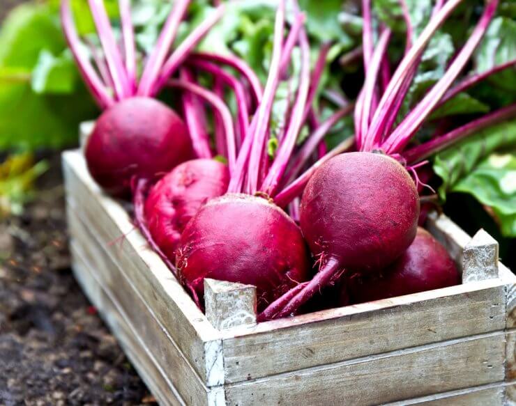 Fresh beetroots in wooden tray
