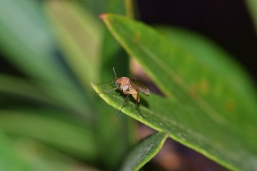 What’s the Deal with Flies Eating Plants?