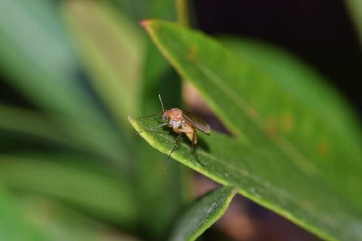flies eating plants