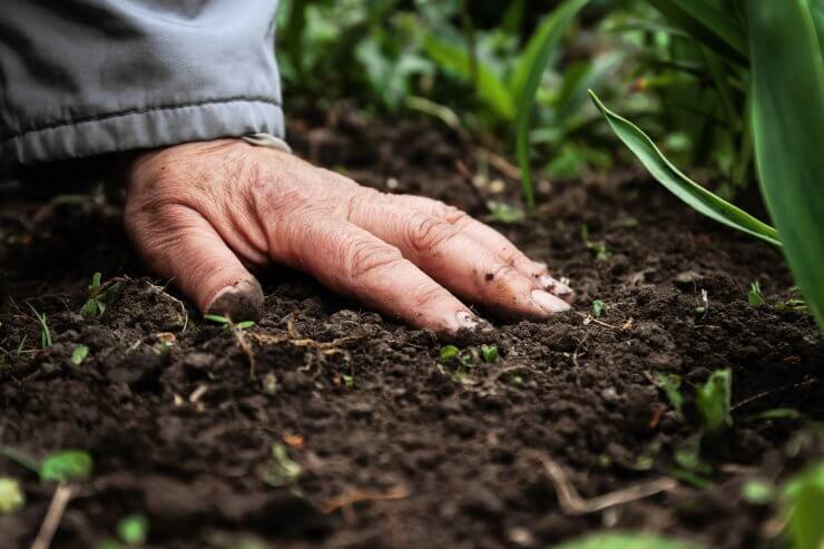 hand on soil