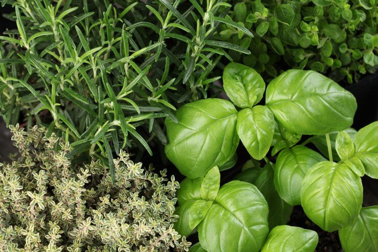 Herb seedlings