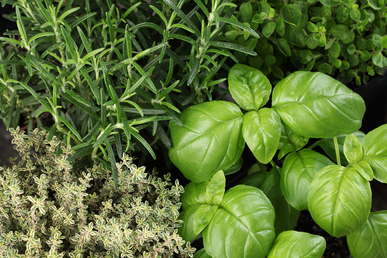 10 Tips for Harvesting Herbs to Eat Food Gardening Network