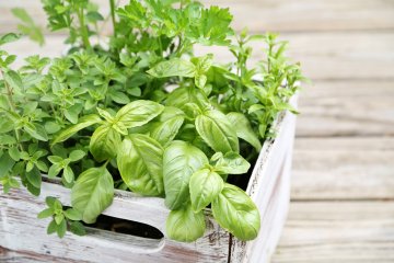 10 Tips for Harvesting Herbs to Eat