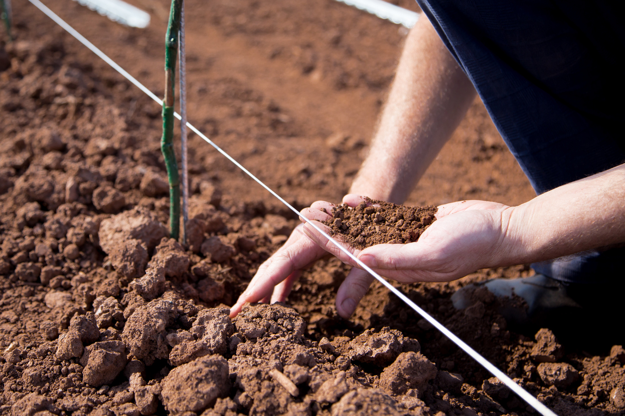 Selecting a Site for Growing Grapes Food Gardening Network