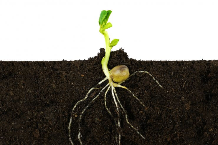 Pea roots.