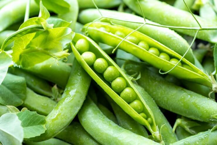 Peas, fresh out of the garden.