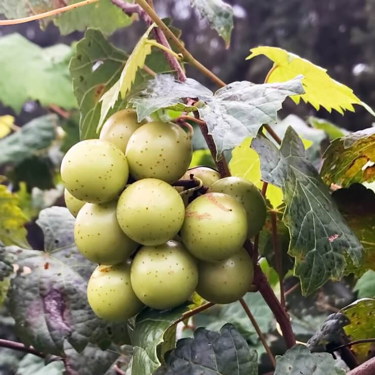 Scuppernong grapes.