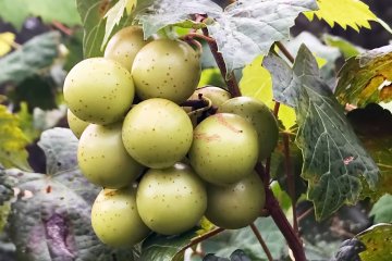 Scuppernong grapes.