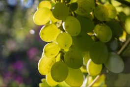 Neptune Grapes