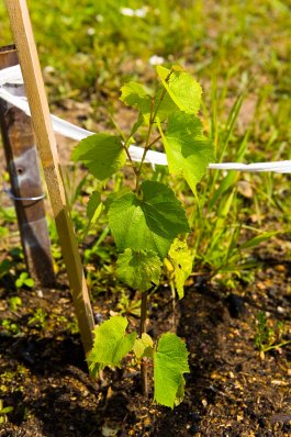 Planting and Nurturing Your Grapevines
