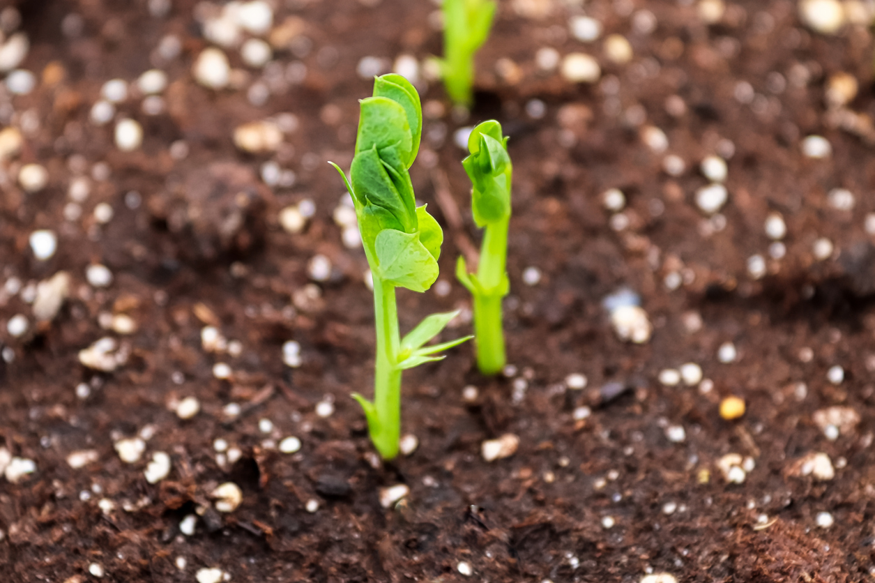 Starting with the Right Soil for Your Pea Plants - Food Gardening Network