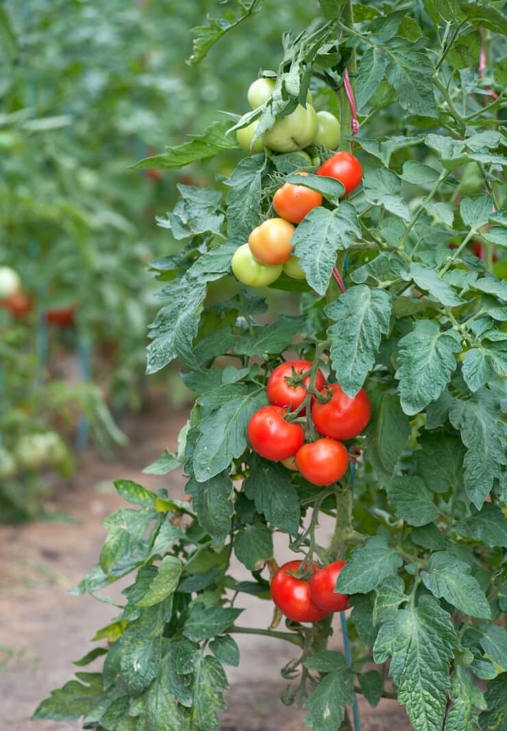 Cherry tomatoes in the garden.