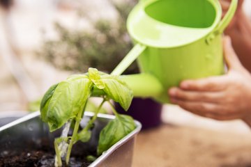 gardening detail, a green watering can putting water