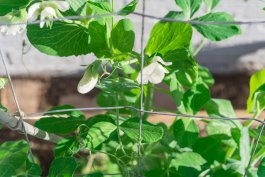 Essential Tools and Equipment for Growing and Enjoying Peas