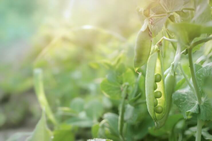 Peas in sunlight.