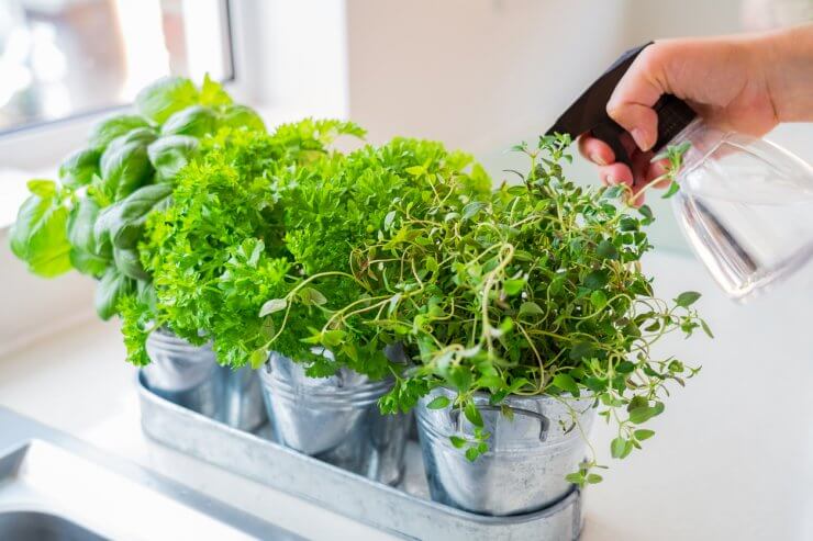 Watering indoor herbs.