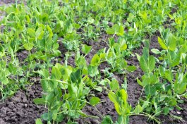 Choosing to Grow Peas from Seeds or Seedlings