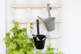 Essential Tools and Equipment for Growing and Enjoying Grapes