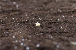 Should You Fertilize Your Pea Plants?