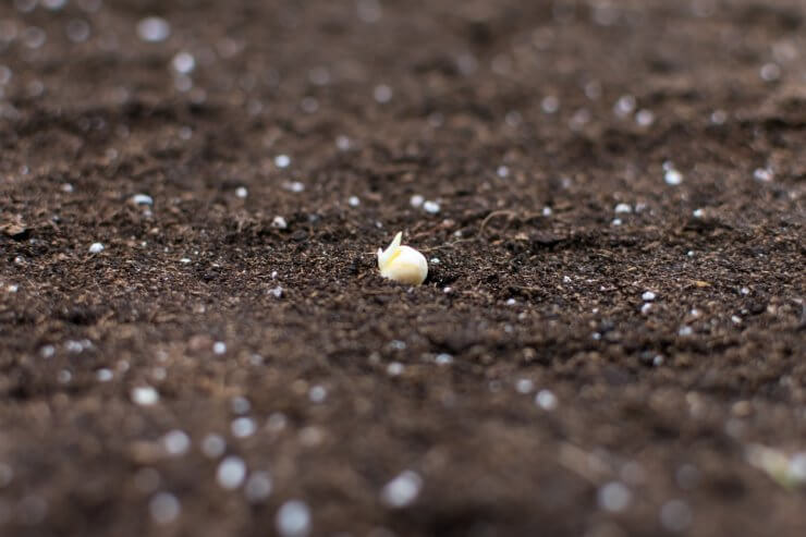 Pea seed being planted in fertilized soil.