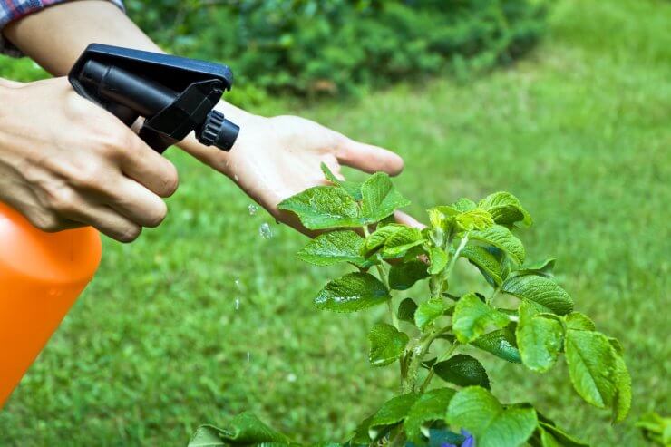 Spraying plants with organic pesticide.