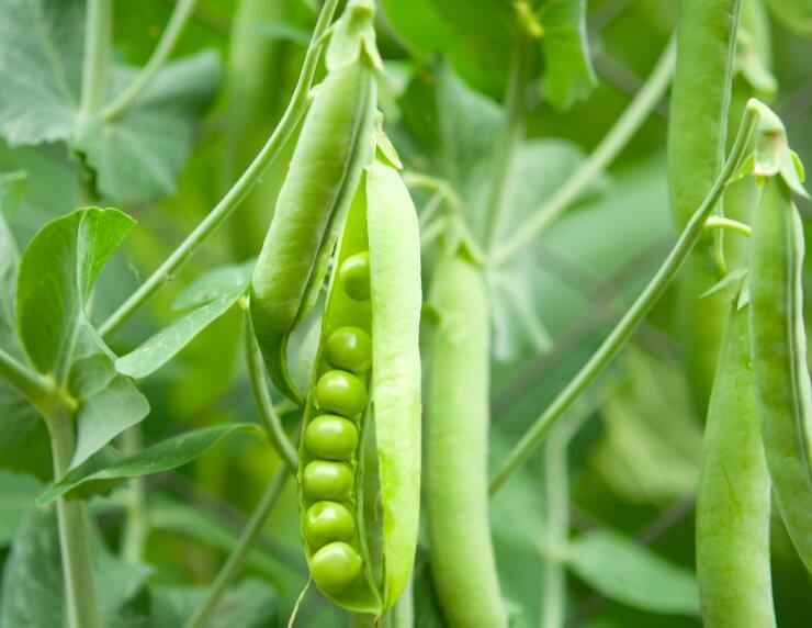 Pease growing in garden.