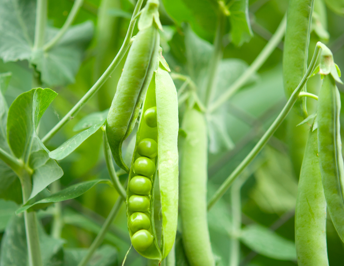 Types of Pea Plants - Food Gardening Network