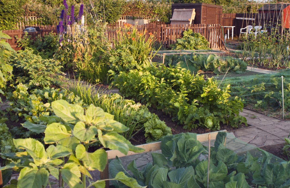 English vegetable garden