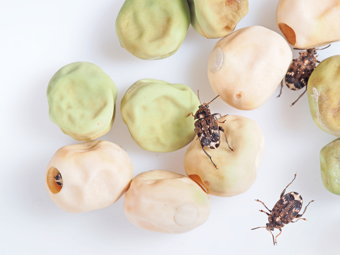What to Do About Pests that Can Harm Your Pea Plants Food Gardening