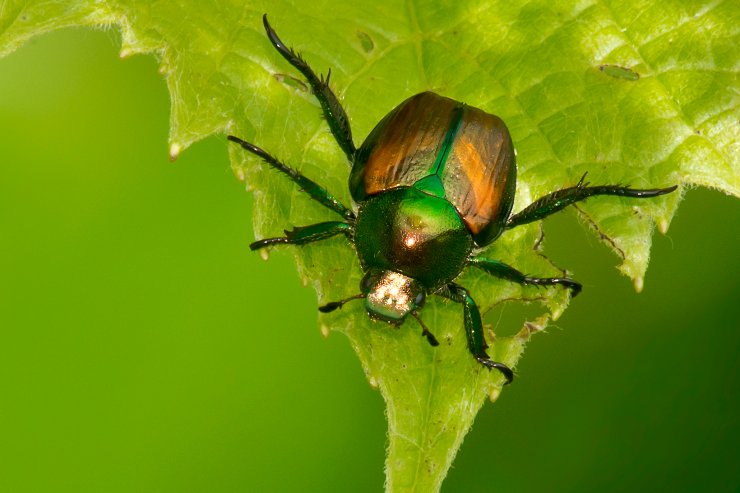 Japanese Beetle.