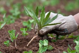 The Right Way to Weed Your Pea Garden