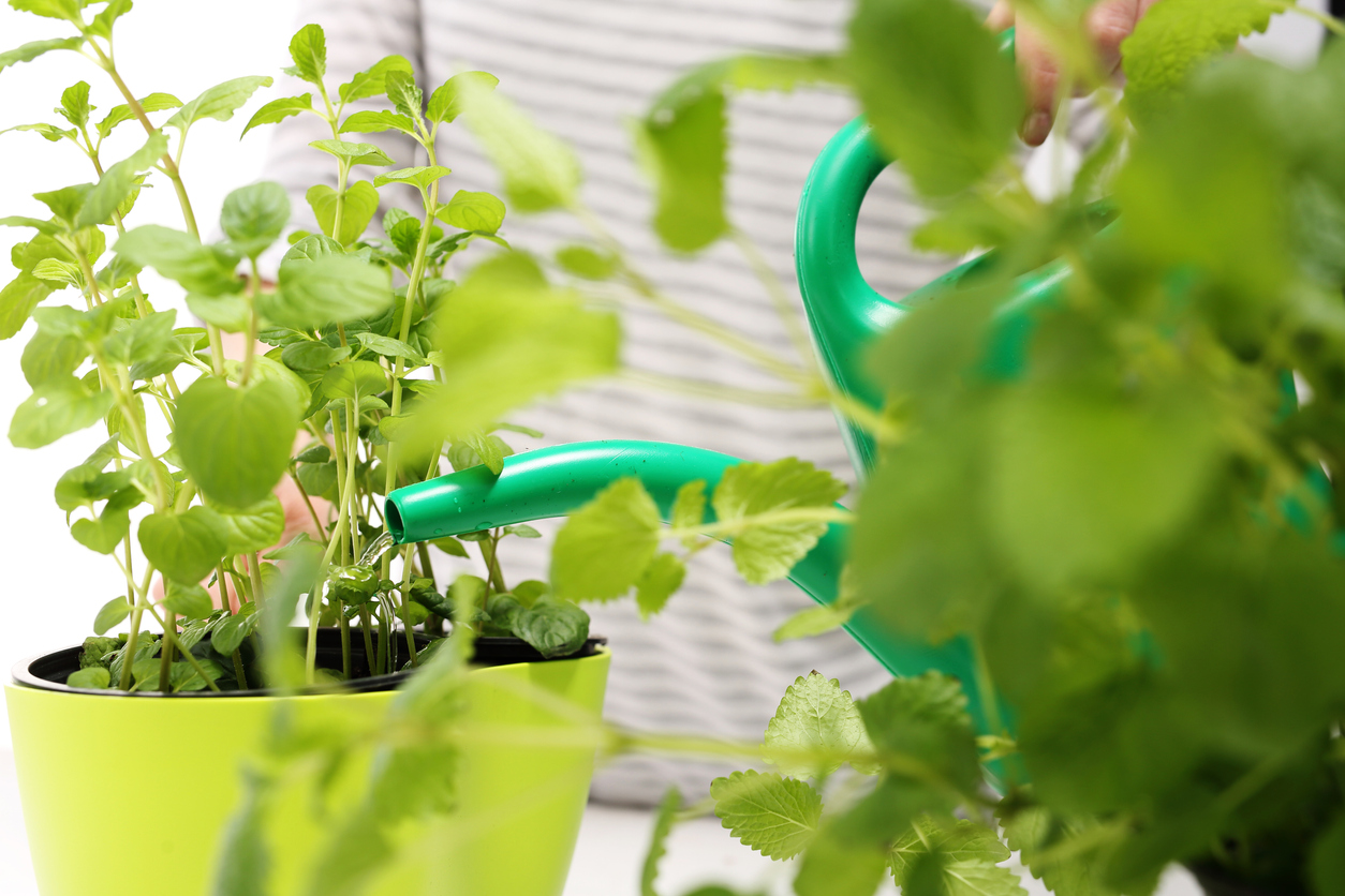 How Often Should You Water Herbs Indoors? Food Gardening
