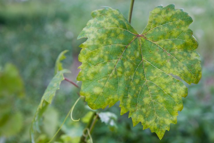 Grape leaf affected by downy mildew.