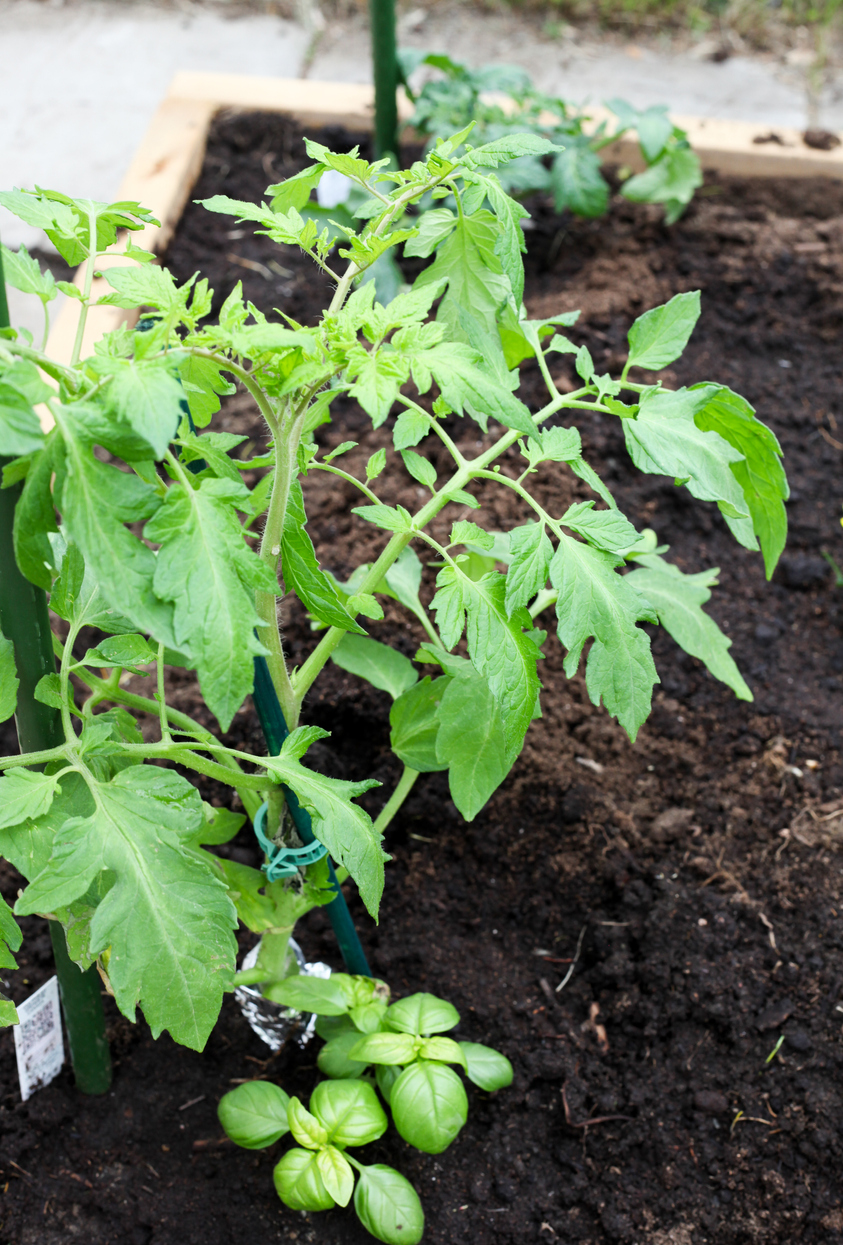 Basil and tomatoes companion planting Idea