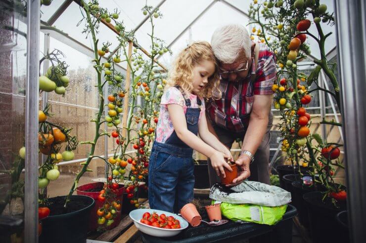 Harvesting and planting tomatoes in a greenhouse.