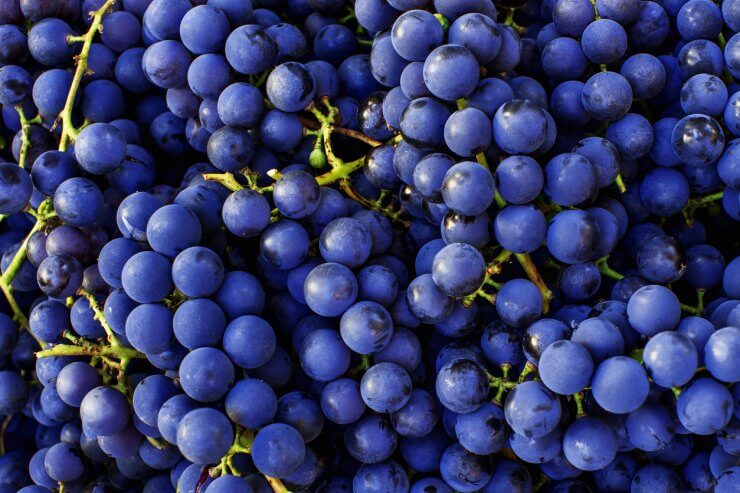 Cabernet Sauvignon grapes.