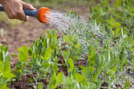 How—and When—to Water Your Pea Plants