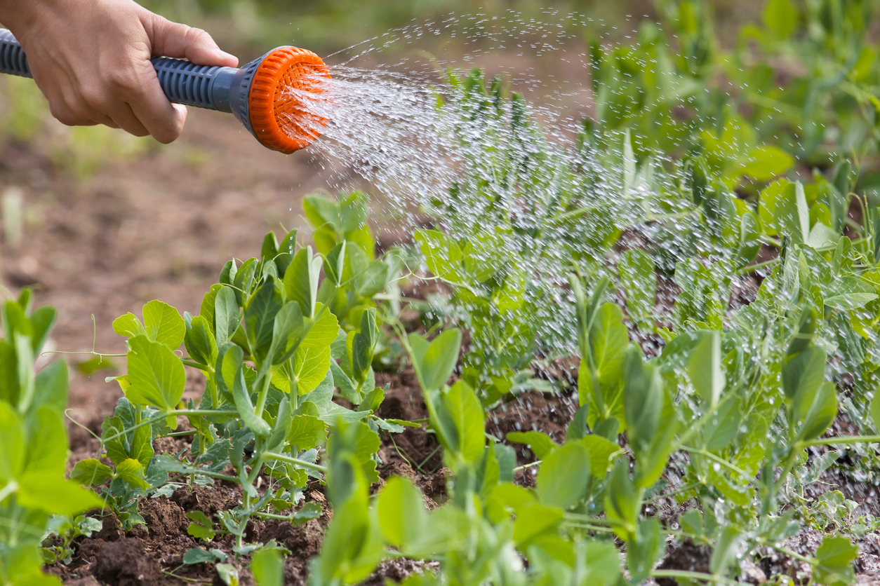 How—and When—to Water Your Pea Plants Food Gardening Network