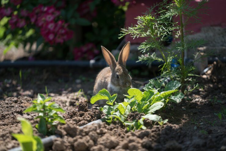 Repel Rabbits from Plants