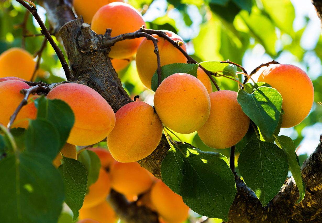 Fruit Trees That Grow In Shade California at Wayne Fraher blog