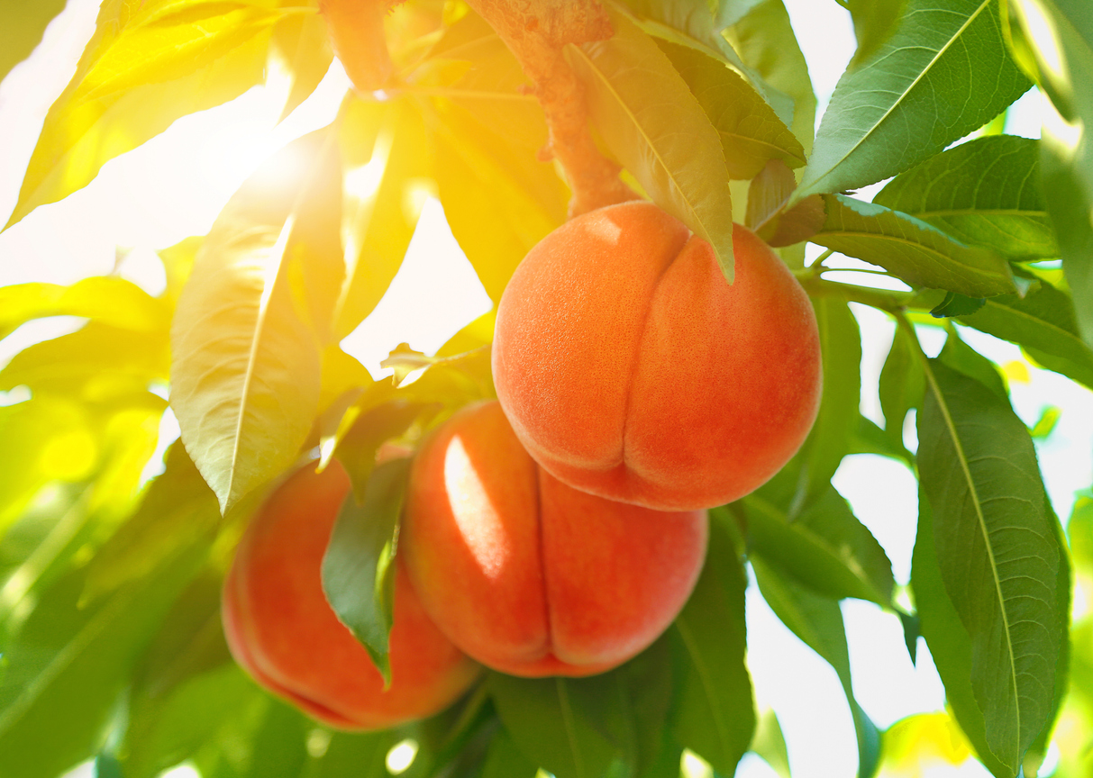 5 FastGrowing Fruit Trees for a Beginner's Backyard Orchard Food