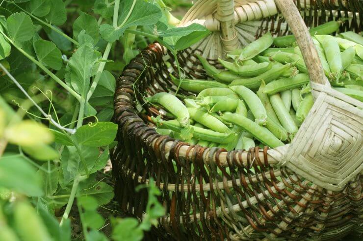 Harvesting peas.
