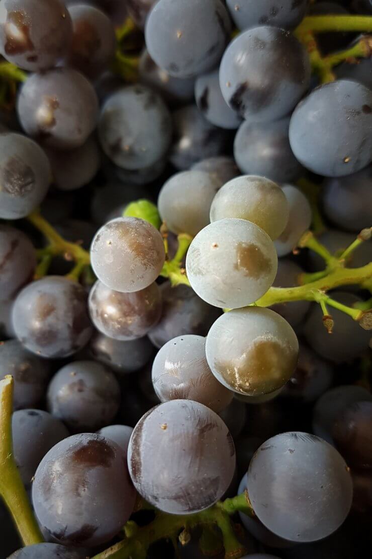 Valiant grapes.