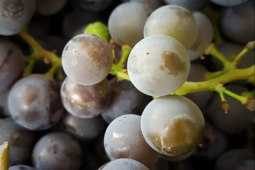 Valiant Grapes Food Gardening Network