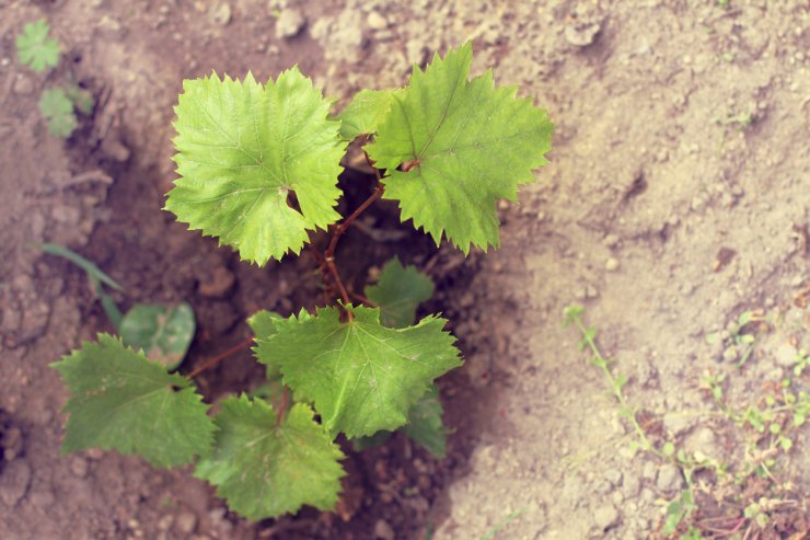 Young grape seedling.