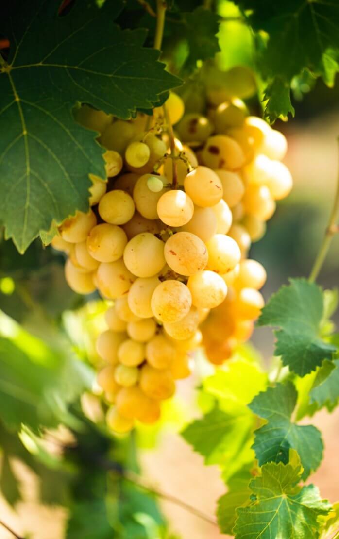 Himrod grapes.