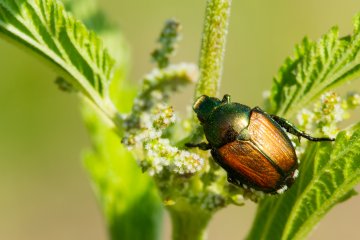 How to Stop the Japanese Flying Beetle From Destroying Your Garden